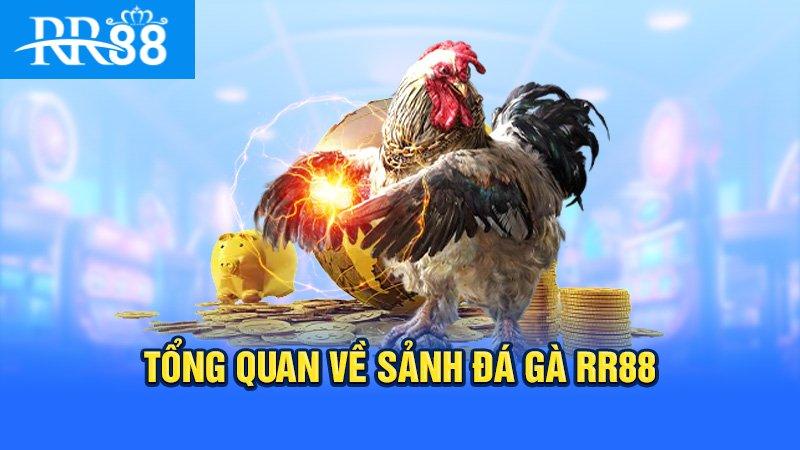 Tìm hiểu về đá gà rr88