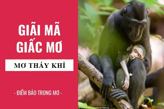 Nằm mơ thấy con khỉ là điềm báo gì?